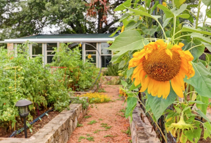 Vegetable Garden